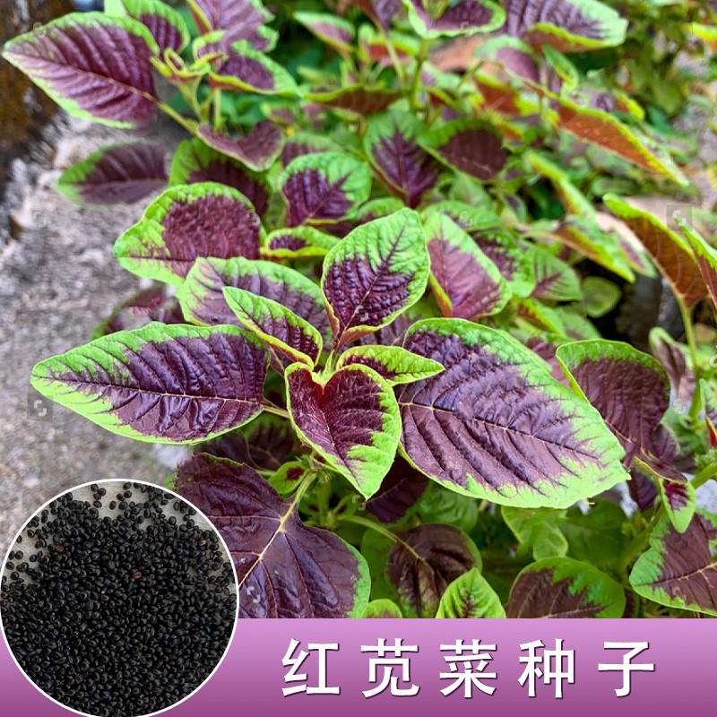 红苋菜种子野菜长寿菜圆叶汉菜种籽青菜春季四季盆栽阳台蔬菜种孑
