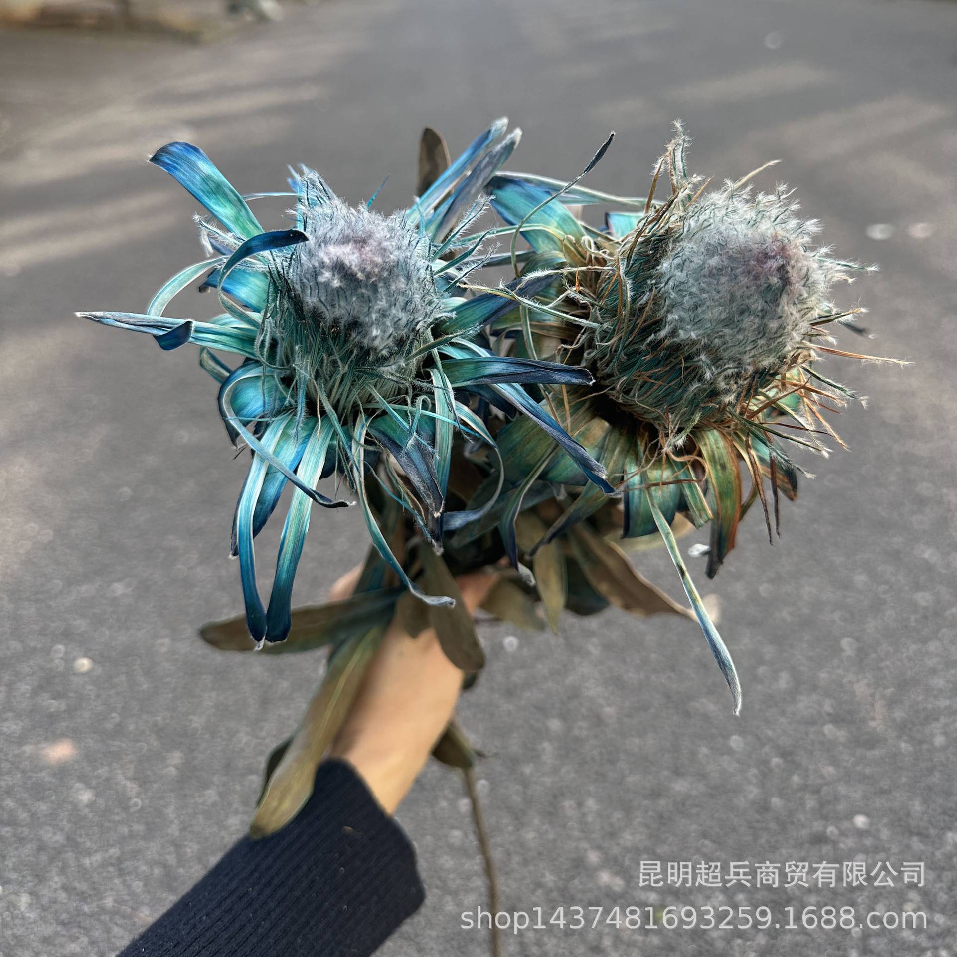【吸色公主】南非干花公主花吸色公主干花家居插花装饰花束