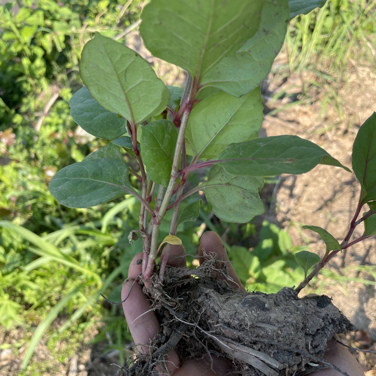 现挖虎杖苗花斑竹种苗酸筒杆庭院黄地榆药用酸汤杆根阳台观叶植物