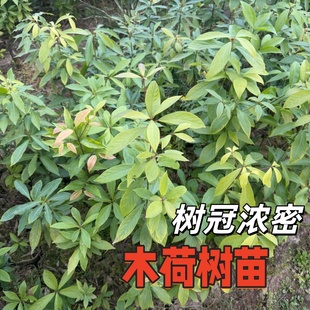 木荷树苗现挖现发荷木树种防火抗火特性山地造林经济用材种植树苗