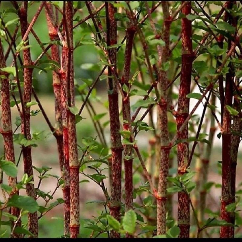 江西现挖现发带根虎杖苗子可种植酸桶竹花斑可食用中药材大叶好活