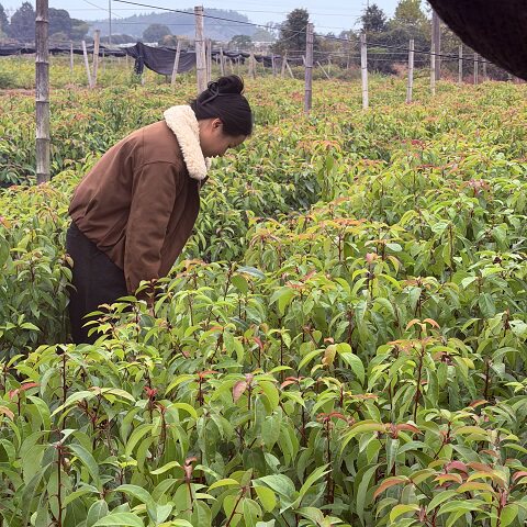 供应香樟苗大叶樟小叶樟树香樟木苗占地绿化造林苗木包邮