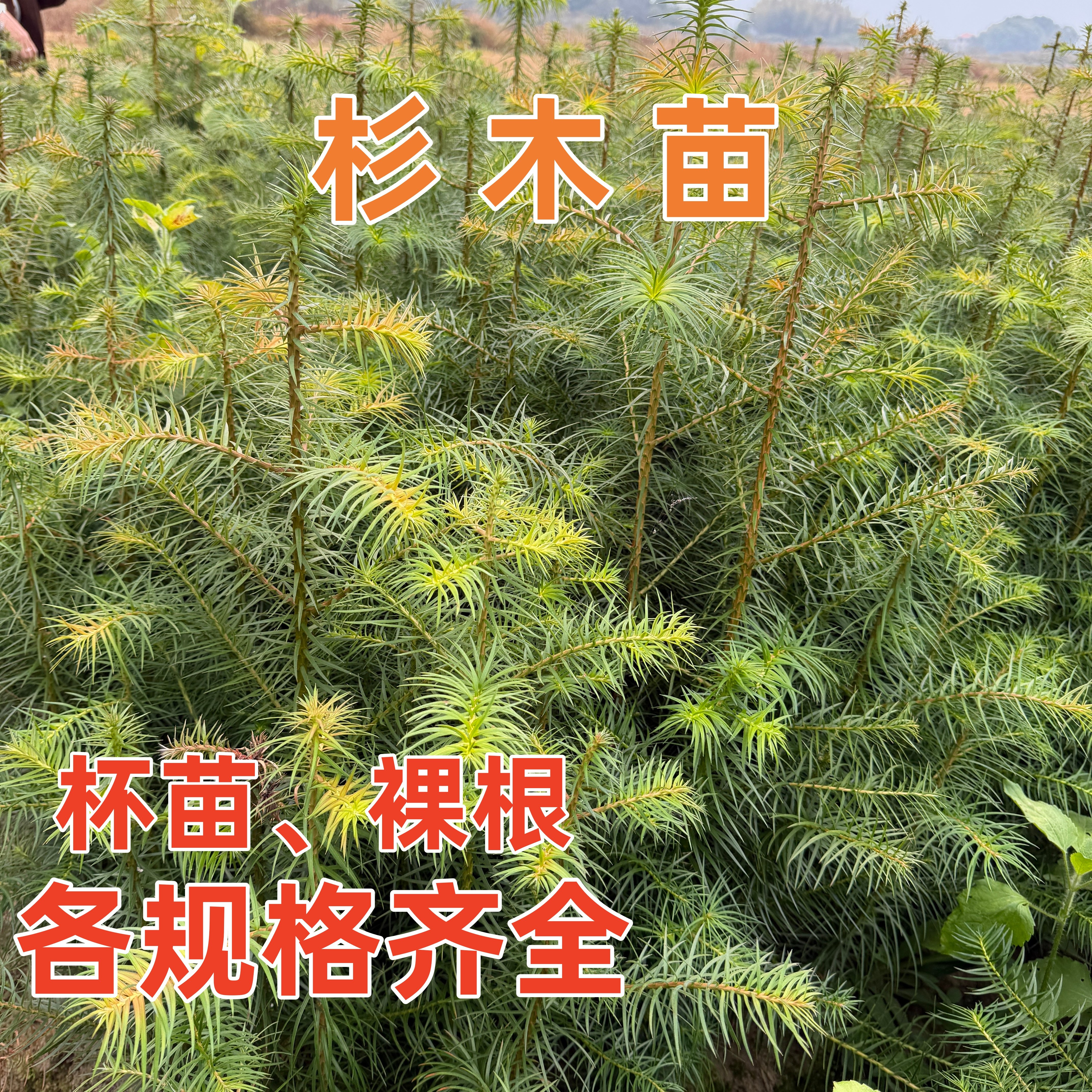良种杉木苗速生丰产 耐贫瘠抗病虫害 造林绿化建筑用材树苗批发