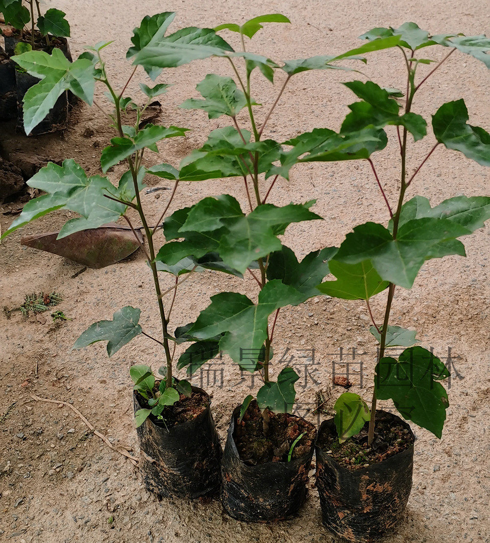 三角枫树苗枫香小苗广西枫香叶黑色植物染料三角枫苗带土带叶发货