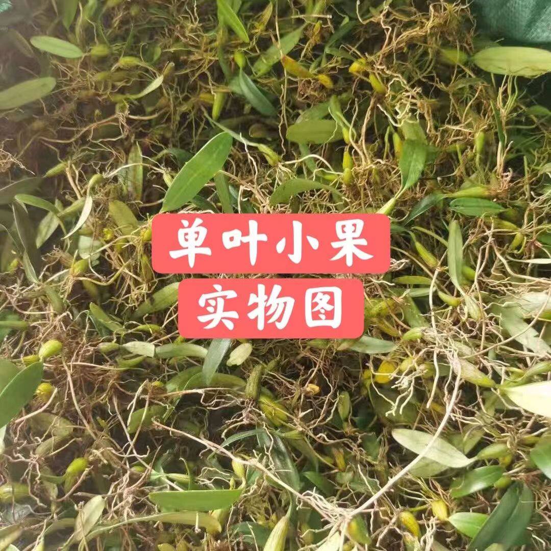 深山石橄榄新鲜单叶小果潮汕石仙桃果上叶岩珠食用煲炖汤不苦不辣