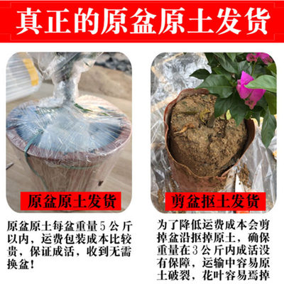 黛瑞安娜猪笼草小虫草堂食虫植物盆栽巨型扑捕苍蝇大型超大驱蚊 小虫草堂 食虫植物 淘优券