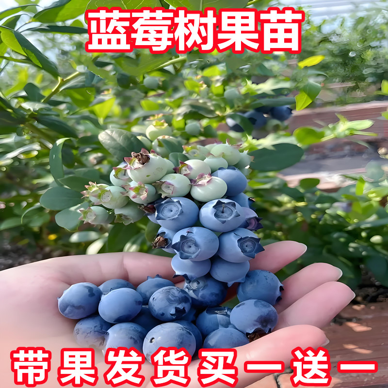 蓝莓树果苗带果带土当年结果