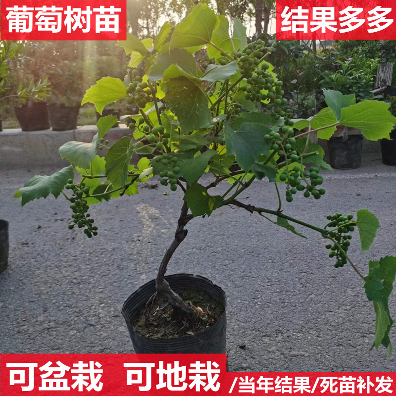 蓝宝石葡萄苗盆栽地栽爬藤无核南方北方种植当年结果抗寒葡萄树苗