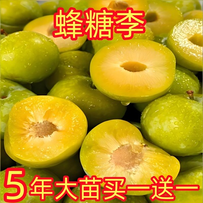 蜂糖李子树苗脆甜离核当年结果