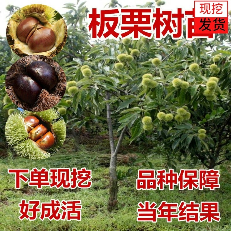 嫁接板栗树苗大红袍当年结果