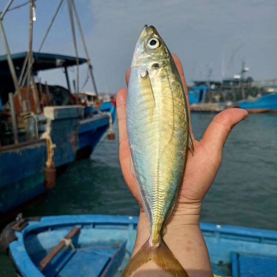 3斤养殖巴浪鱼鲜活鳀鱼新鱼巴浪鱼新鲜冷冻水产海鲜4-6条左右/斤