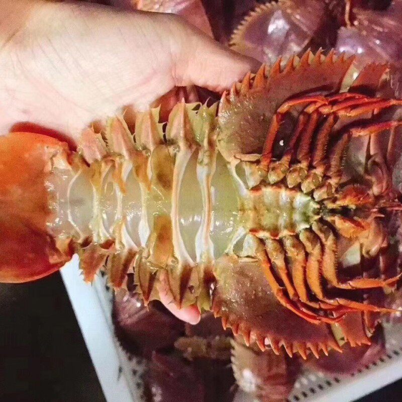 4斤海捕琵琶虾新鲜九齿扇虾虾姑排毛缘扇虾东方大虾扁海鲜冷冻