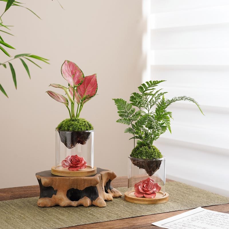 狼尾蕨鲜活苔藓创意桌面微景观山绿植物盆L景栽趣味茶几办公室摆