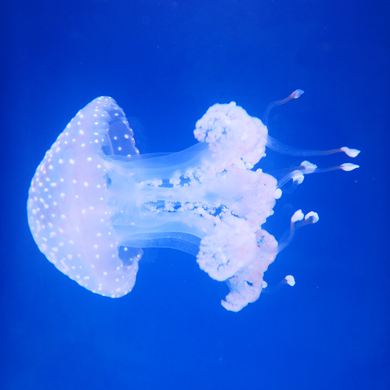 澳洲斑点水母活体圆点水母长裙摆尾尾部稀有海洋馆水母缸水母品种-封面