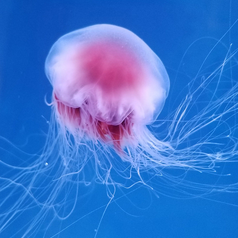 狮鬃水母氰水母活体大水母透明飘逸宠物活体海洋馆水母展展示水母