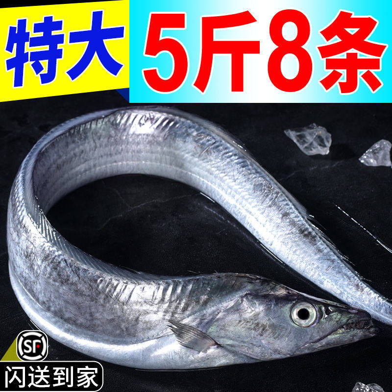 【特级超大】带鱼鲜活刀鱼整箱带鱼整条东海小眼带鱼批发海鲜