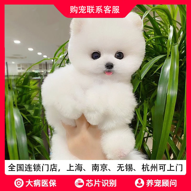 豪宠汇犬舍纯种小博美幼犬活体小茶杯犬宠物小狗狗小型可爱小博美