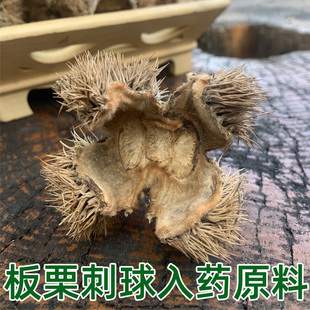 中药原材板栗刺球栗带刺壳风栗壳板粟粟子壳入药晒干迁西栗子