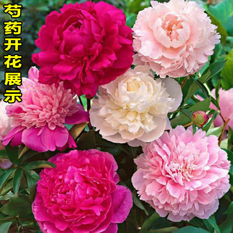 大颗芍药根块带芽花苗庭院花卉四季开花容易种活室内盆栽室外植物
