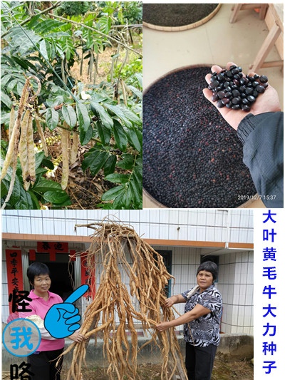 野生牛大力种子 大力薯小叶细叶中叶大叶牛大力种籽种苗