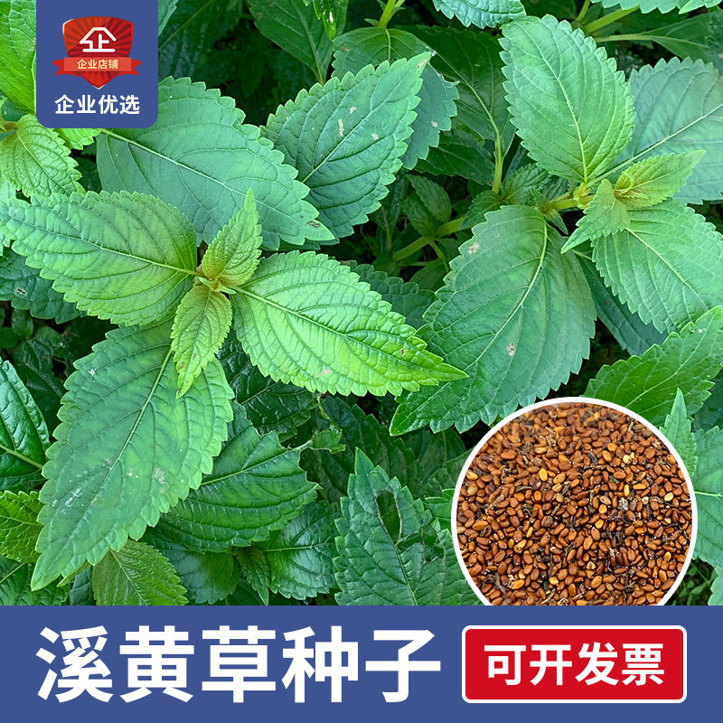 肝茶溪黄草种子材种子转氨酶益甘解酒熬夜清护目赶黄草香茶菜