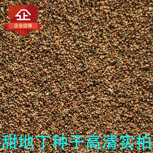 2022 新产 甜地丁种子 地丁籽 地丁 紫花地丁 甜地丁 地丁种子