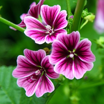 公园花海专用草花种籽锦葵种子小白淑气花荆葵金钱紫花葵棋盘花