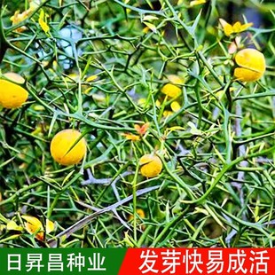 枸橘种子枳壳种籽子枸桔积壳树苗嫁接砧木带刺篱笆有刺栅栏种孑