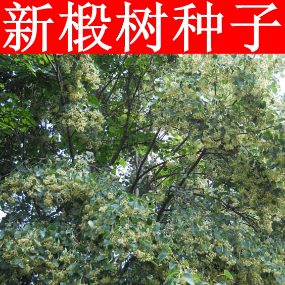 椴树种子 紫椴种子 火绳树 家鹤儿 金桐力树 桐麻 叶上果糠椴种子