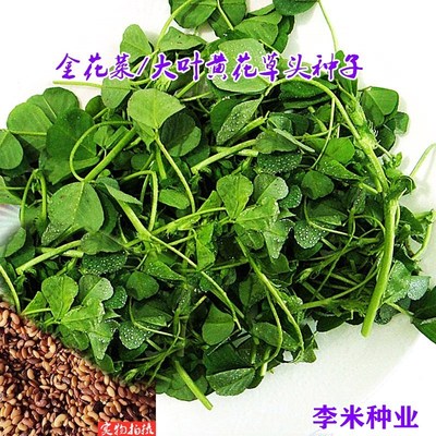 金花菜种子上海大叶黄花草头种籽耐热耐寒抗病春秋季播苜蓿草种孑