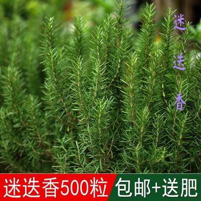 迷迭香种籽花卉盆栽草花种籽子海洋之露艾菊阳台庭院四季都可播种