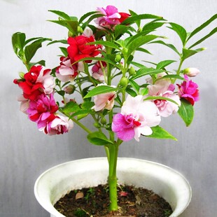 单瓣凤仙花种籽花卉秋天种的花四季播种开花盆栽阳台院子里花种子