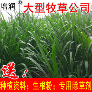 巨菌草种节四季多年生南方高产牧草种子送种植技术生根粉