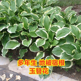 花叶玉簪花种子宿根地被植物种子金边玉簪花种子根苗室外庭院美化