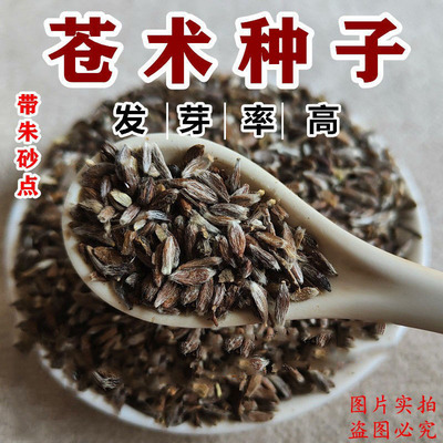 新苍术种籽药材苗种植北苍术种子春四季播种含朱砂点的苍术