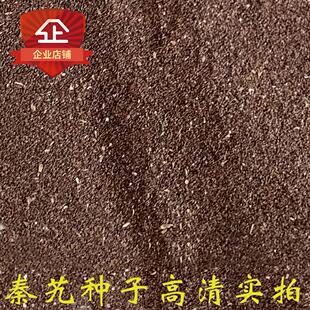 2022 秦艽种子 秦艽籽 大叶龙胆 大叶秦艽 西秦艽种子 西秦艽籽