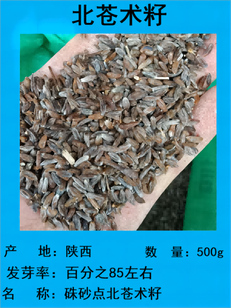 硃砂点北苍术种子 苍术种子枪头菜基材种子栽包教技术