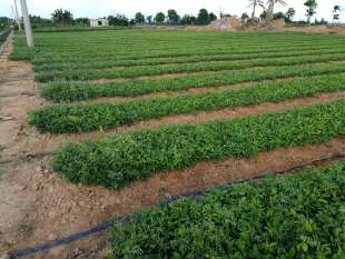 岗梅种子 点称星种子 称星树苗种子 山梅根苗假青梅苗 天星木种