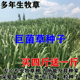 新型高产巨菌草种子多年生高产牧草种子甜象草皇竹草种子