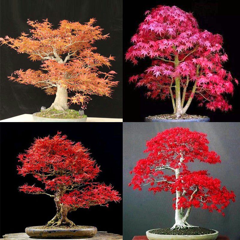 进口红枫种子四季易种绿植盆景室内外盆栽庭院观叶植物花树种子