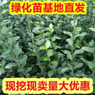 绿化苗胶东卫矛树苗北方绿篱工程苗四季常青冬青卫矛绿化工程苗绿