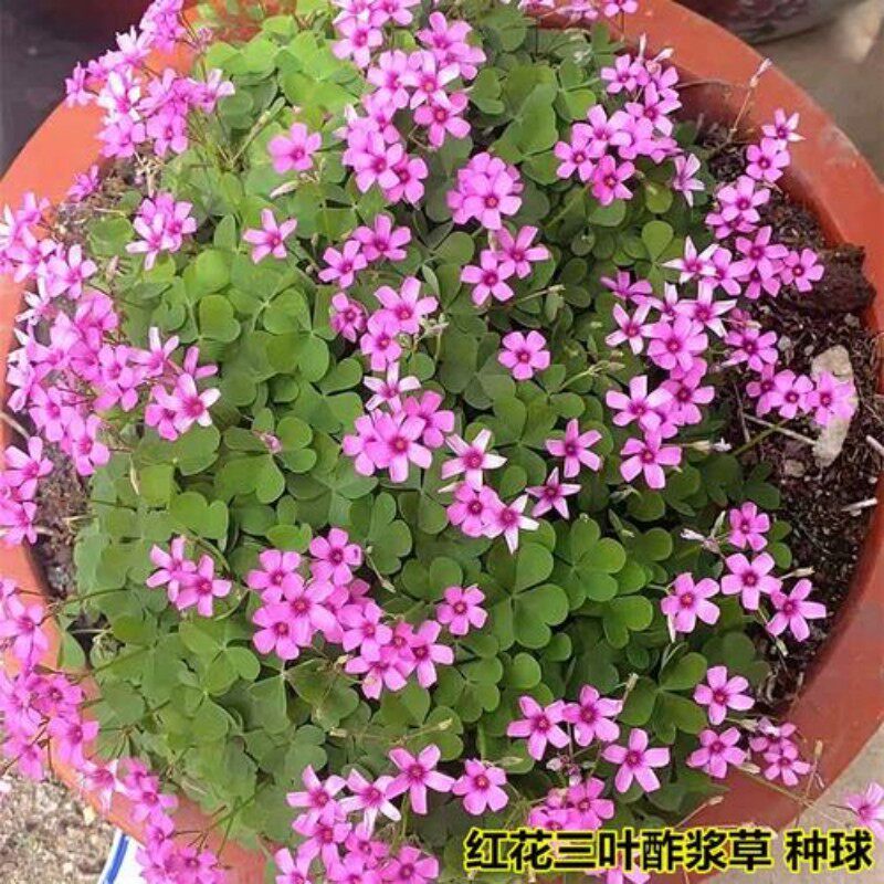 紫叶酢浆草红花炸酱草幸运草盆栽紫蝴蝶三叶草种子醡浆草种球绿植