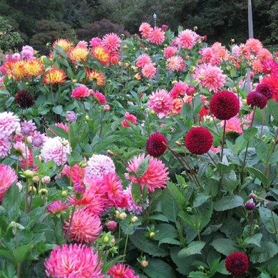 大丽花种子四季易播庭院室外阳台太阳花小丽花盆栽草花植物种子籽