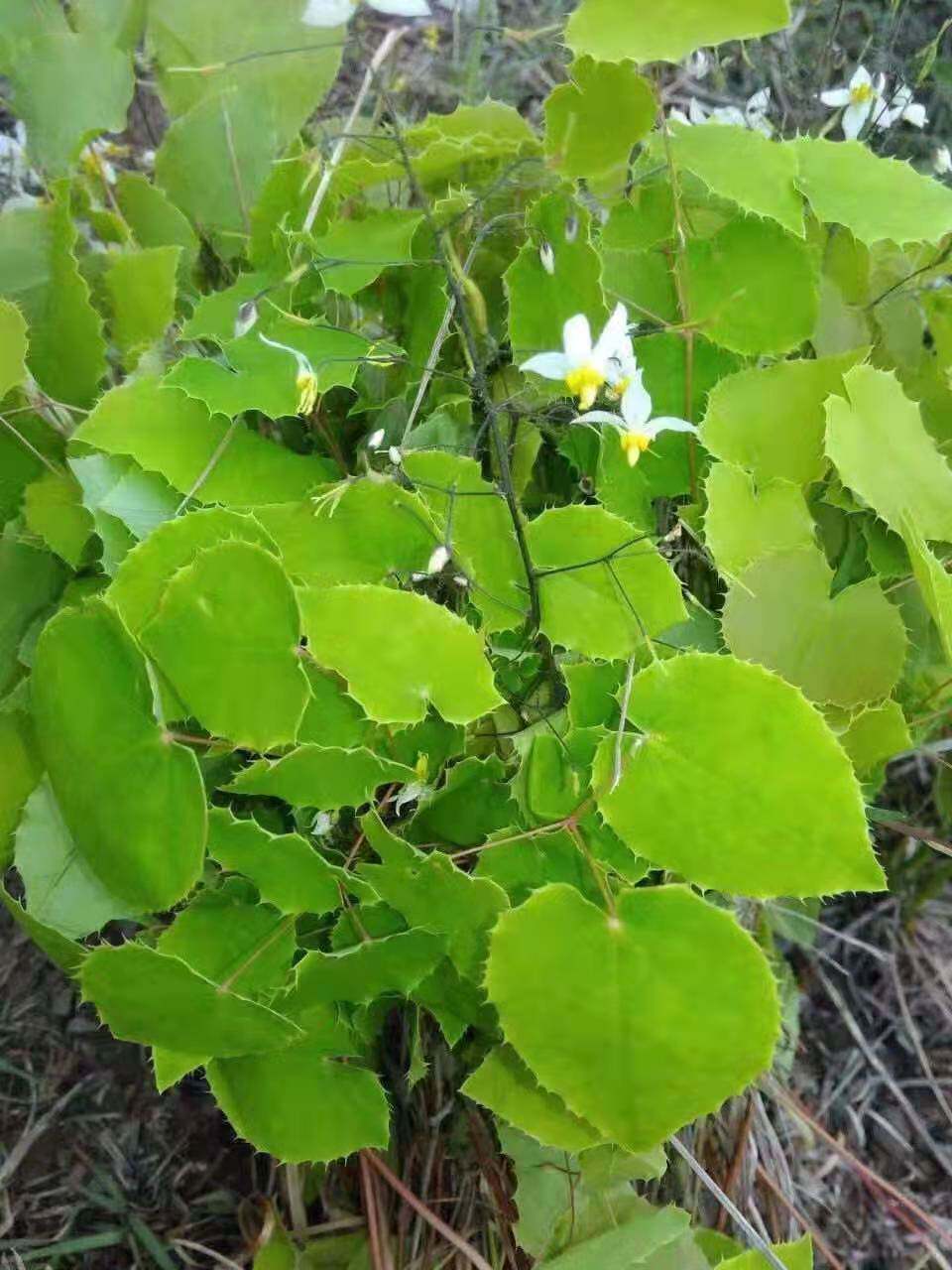 淫羊藿种子 三枝九叶种子 庭院阳台盆栽种植纯淫羊藿种籽