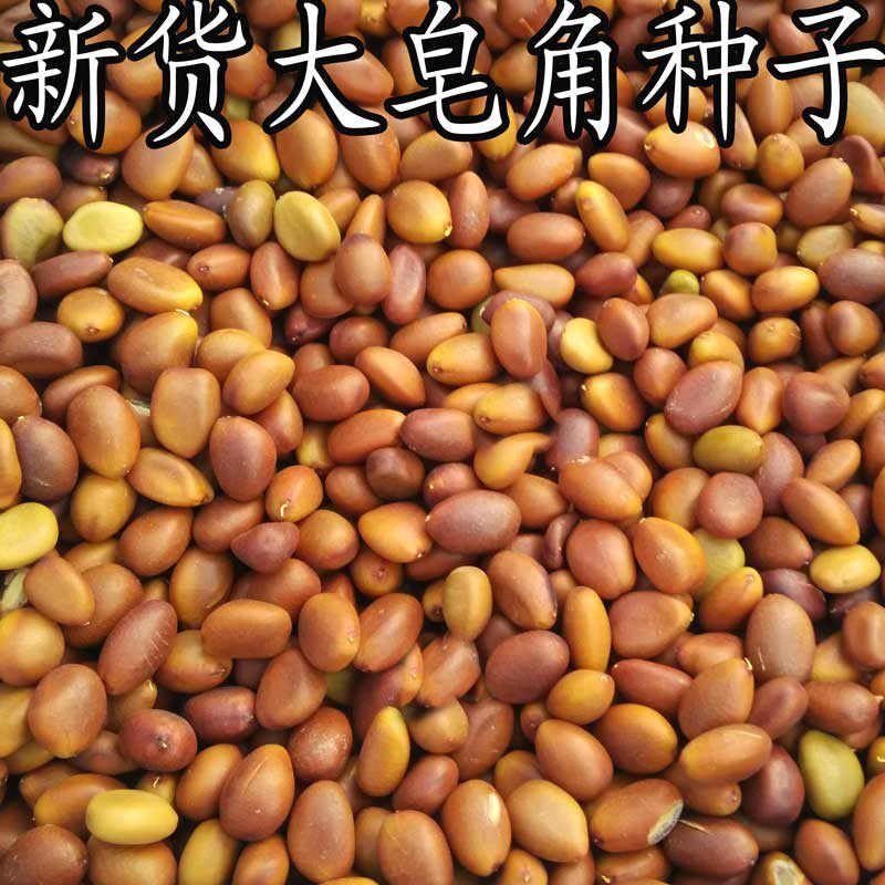 新采皂角种子大皂角中皂角刺树苗的种子篱笆围栏皂荚皂角米小皂角