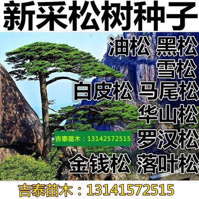 油松种子黑松雪松马尾松华山松罗汉松金钱松白皮松湿地松种子