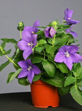 日本SAKATA进口矮生桔梗种子花籽花种五星系列耐热耐寒宿根多年生