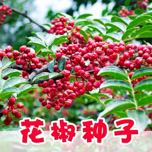 花椒树种子蔬菜种孑大红袍香麻香料耐寒耐旱喜阳光抗病强阳台庭院