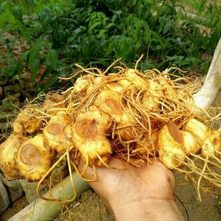 黄精种子新鲜野生黄精种子黄精种苗老虎姜鲜新鲜黄精种子