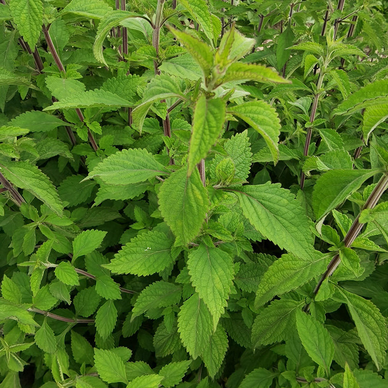 深山新苦溪黄草种子中草药益肝茶叶祛湿茶熬夜茶包干溪黄茶种子